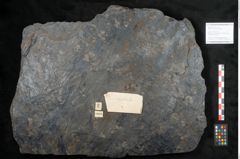 Foto (Objekt + Etikett) von Sigillaria subrotunda Brongniart (NHMW-GEO-2024-0188-11043)